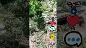 #ДАЧАДАЧА