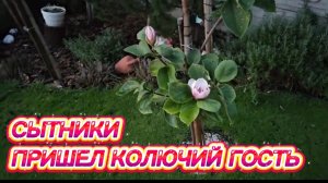 САМВЕЛ АДАМЯН, СЫТНИКИ, ПРИШЕЛ КОЛЮЧИЙ ГОСТЬ..