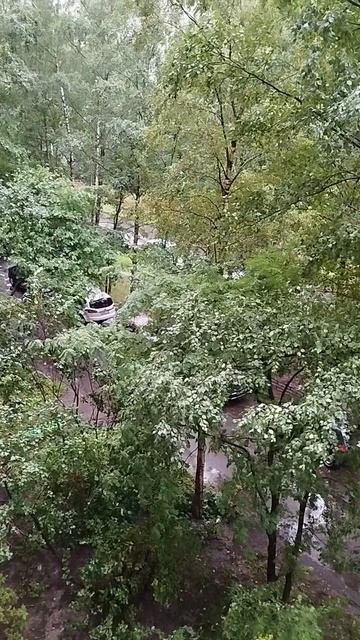погода из Санкт-Петербурга