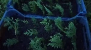 Укоренение черенков туи осенью