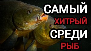 ТЫ НЕ СМОЖЕШЬ ПОЙМАТЬ ЭТУ ХИТРУЮ РЫБУ, если не посмотришь это видео 😳! Как Поймать Линя Летом!