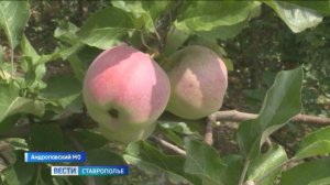 Урожай яблок  на Ставрополье в последние годы заметно  вырос