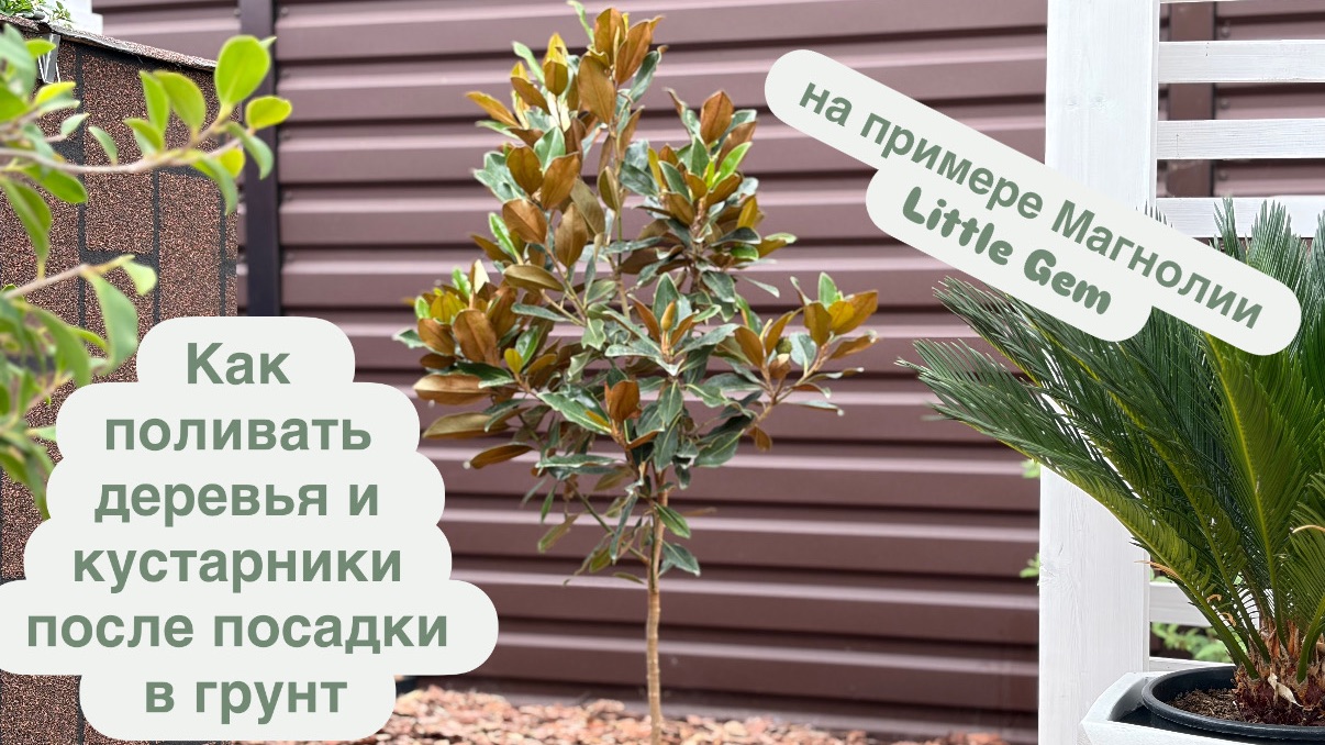 Правила полива растений после посадки в открытый грунт на примере Магнолии Little Gem