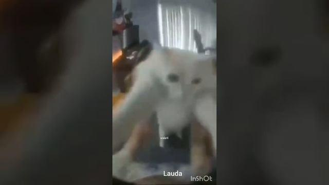 приколы без мата