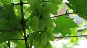 ЗОЛОТОЕ РУНО И АНДРОМЕДА!🍇СИГНАЛКИ НА ПРИВИВКАХ 2026! Telegram, WhatsApp, Vlber и MAX +79528500417.