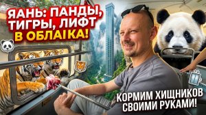Затерянный мир Китая: Яань — пандовая столица, дикие тигры и стеклянный путь вверх