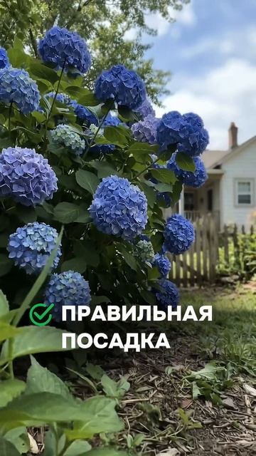 Крупнолистная гортензия на Урале: правда ли она не зимует?