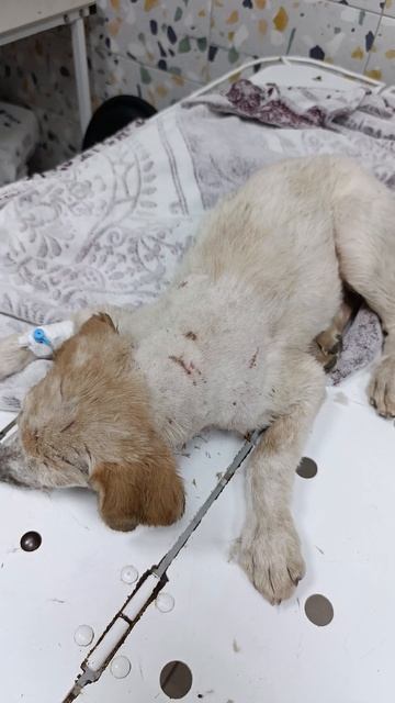 Волгоград. 🆘Маленького  Щенка порвала собака. Истекает кровью. Сейчас уже привезли в клинику ВВЦ,