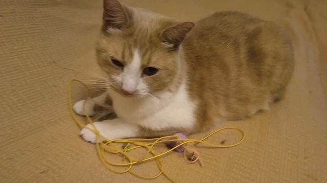 Кот и озвучка из фильма ужасов🐈😱