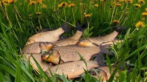 КАРАСЬ В ОКНЕ КАМЫША ПОСЛЕ ПРОЛИВНОГО ДОЖДЯ Рыбалка на карася