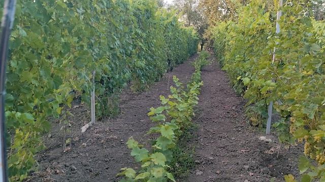 Виноград Кристалл на 18.08.26г.
Краснодарский край.791847-00-828.