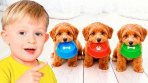 Приключения по уходу за щенком + другие истории о животных