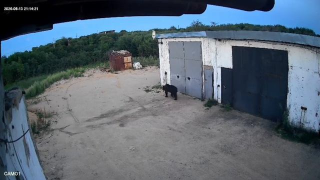 Медведь гуляет по частному сектору в Охе