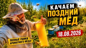 Качаем поздний мёд с подсолнечника. 18.08.2026