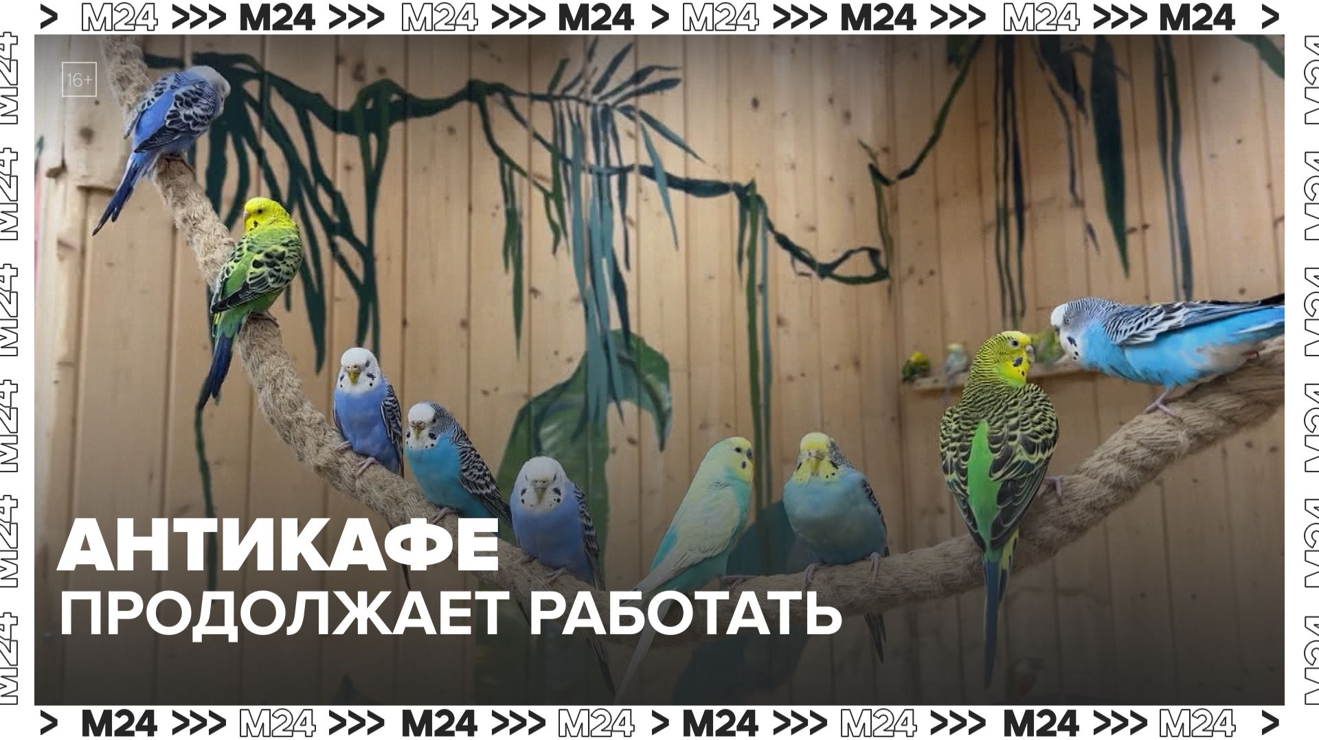 В антикафе с погибшими попугаями заявили о нормальных условиях содержания животных - Москва 24
