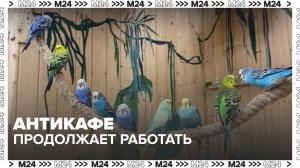 В антикафе с погибшими попугаями заявили о нормальных условиях содержания животных - Москва 24
