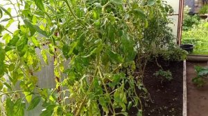 Дела огородные 🌱- часть 11 😀 - обрезаю листья клубники 🍓- выкопали картофель 🥔