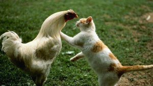 Петух гоняет кота.