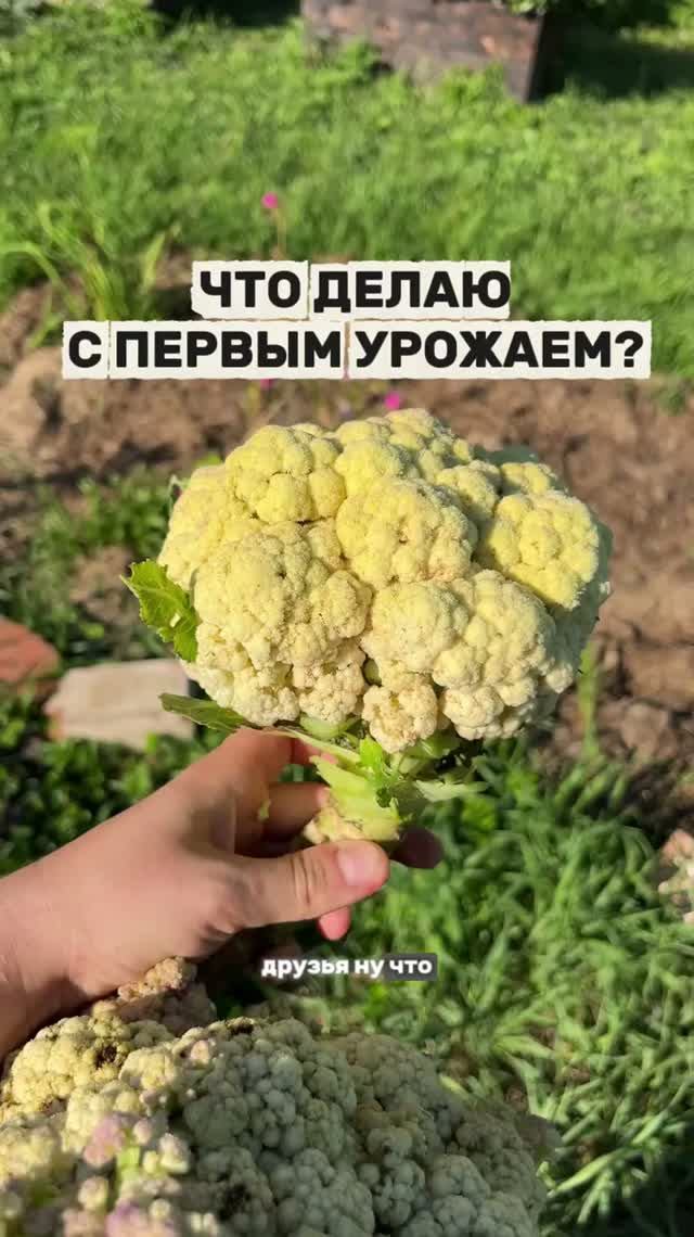 Первый урожай, как справляемся?