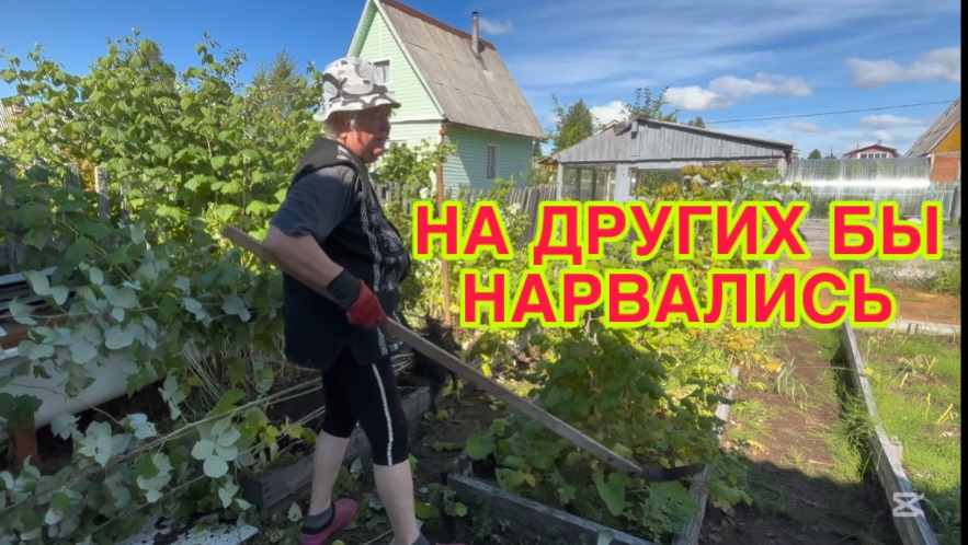 17/8 26  ПЕРВЫЕ ЗАМОРОЗКИ. НЕ СТАЛА ИЗДЕВАТЬСЯ. ЧТО - ТО ЗАШЕВЕЛИЛОСЬ. ВСЁ ПОСАЖЕНО НЕПРАВИЛЬНО.
