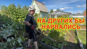 17/8 26  ПЕРВЫЕ ЗАМОРОЗКИ. НЕ СТАЛА ИЗДЕВАТЬСЯ. ЧТО - ТО ЗАШЕВЕЛИЛОСЬ. ВСЁ ПОСАЖЕНО НЕПРАВИЛЬНО.