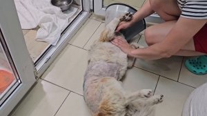 Он падает на спину и просит ласки... Чудо, в которое мы не могли поверить еще месяц назад | Зиги