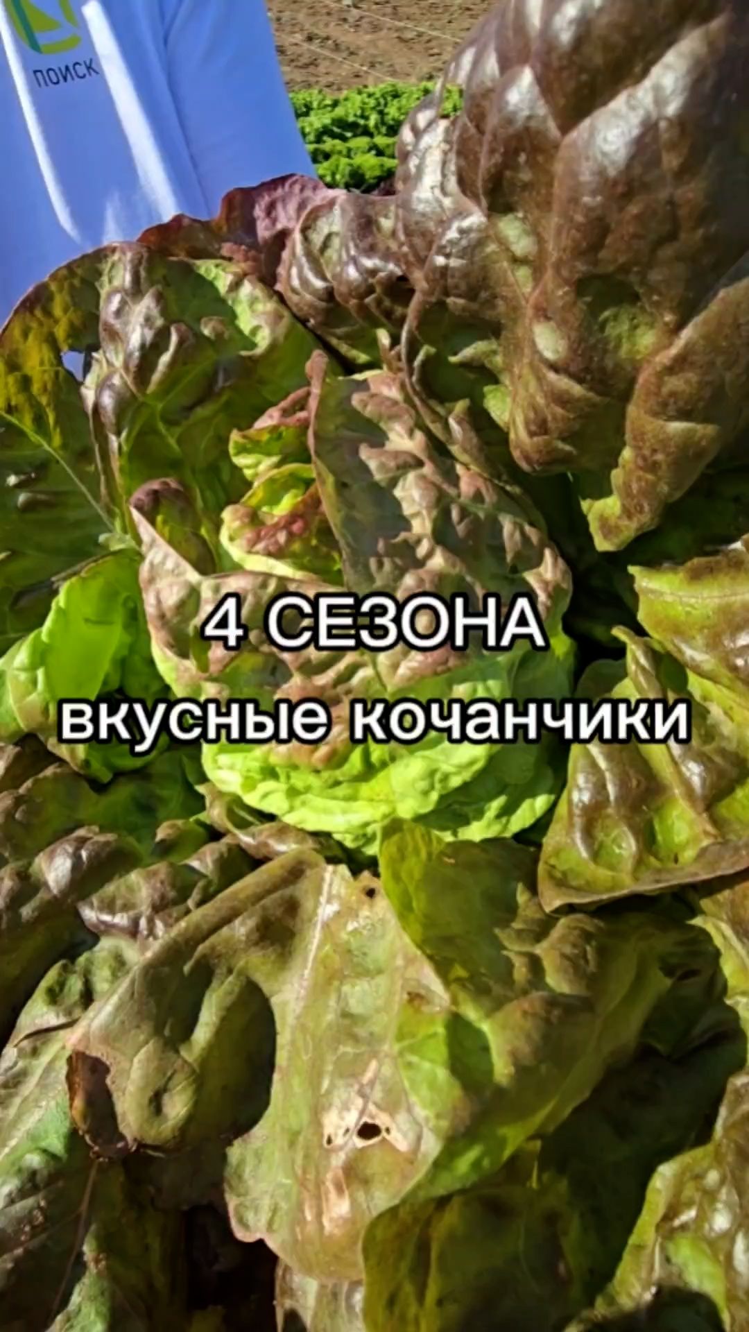Вырастить ранний салат через рассаду? Легко!