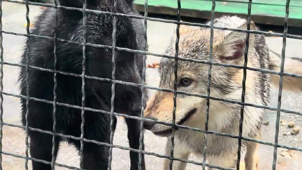 Это у меня НЕ ВОЛКИ, это отрада моей души, это глубина моего сердца❤️❤️❤️