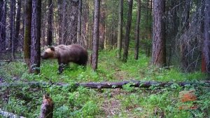 Выход медведей создает реальную угрозу населению. Мэр Братска провел внеочередное заседание КЧС