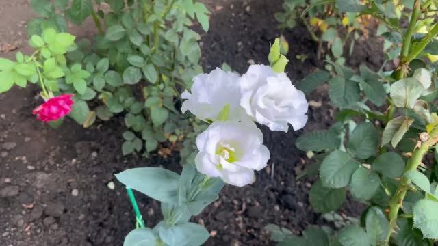 Воды нет и дел нет// эустома цветет//опять увезли в больницу//