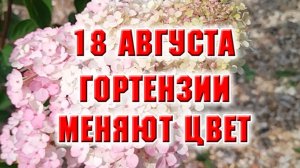 18 августа. Гортензии меняют цвет