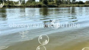 Самвел Адамян CKAHДАЛ В РЕСТОРАНЕ  КАЛИДОРЫЧ ПРЕДЛОЖИЛ СВЕТЕ КУПАТЬСЯ ГOЛOЙ