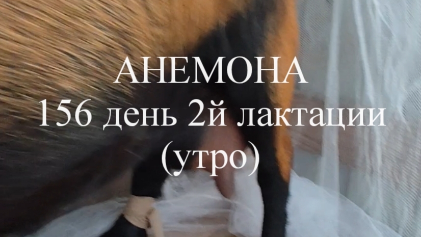 АНЕМОНА 156 день 2й лактации (утро)