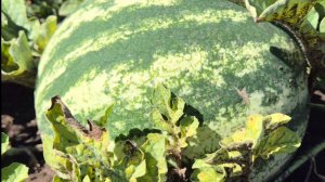 Пора арбузная. 🍉 Бахча. Август.
