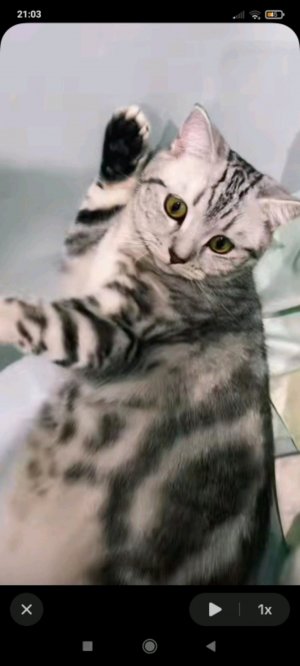 опять мой кот