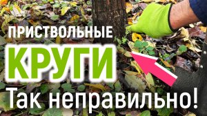 Приствольные круги осенью: зачем и как правильно