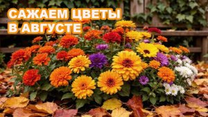 Эти цветы сажаем в августе.