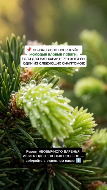 Еловые побеги ПОЛЬЗА :