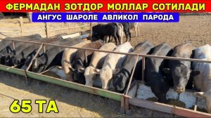 ФЕРМАДАН ЗОТДОР МОЛЛАР СОТИЛАДИ АНГУС ШАРОЛЕ АВЛИКОЛ ПАРОДА / МАНЗИЛ ЭЛЛИККАЛАДА !!! ХОРАЗМ БОЗОР