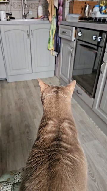 Любимая игрушка кота