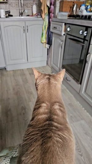 Любимая игрушка кота