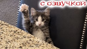 ПРИКОЛЫ С КОТАМИ С ОЗВУЧКОЙ Озорные Коты И Котята Смешные Животные 2026