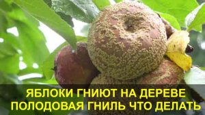 Яблоки гниют на дереве — что делать. Плодовая Гниль - Монилиоз, что Делать как Лечить.