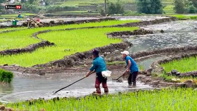 Rotasis Seyah Vietnam