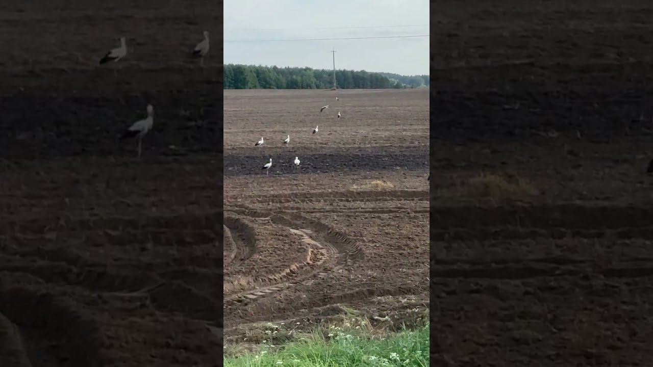 Аисты на полях Беларуси после заезда в Город Матсеров МаЭД Яново. Елена Курносова. МНШУ