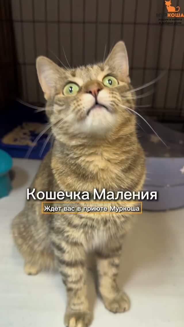 Маления ждёт вас в приюте #Муркоша