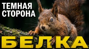 Белка притворяется милой: 100 фактов, от которых мурашки