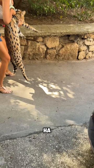 Леопардиха внезапно облысела🤦🏼♀️