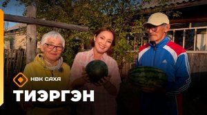 «Тиэргэн» Арбуз үүннэриитин туһунан кэпсээтилэр (19.08.26)