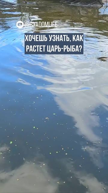 Почему осетров нельзя пугать? Полное видео о посещении рыбной фермы Богородский осетр уже на канале